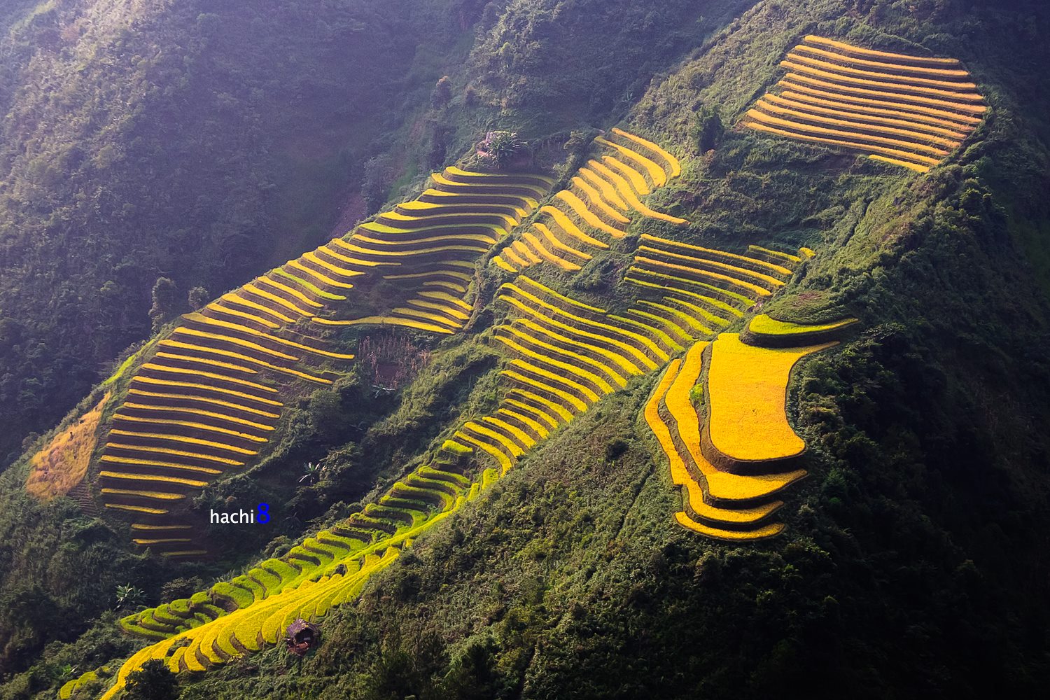 soi cầu Phú Yên