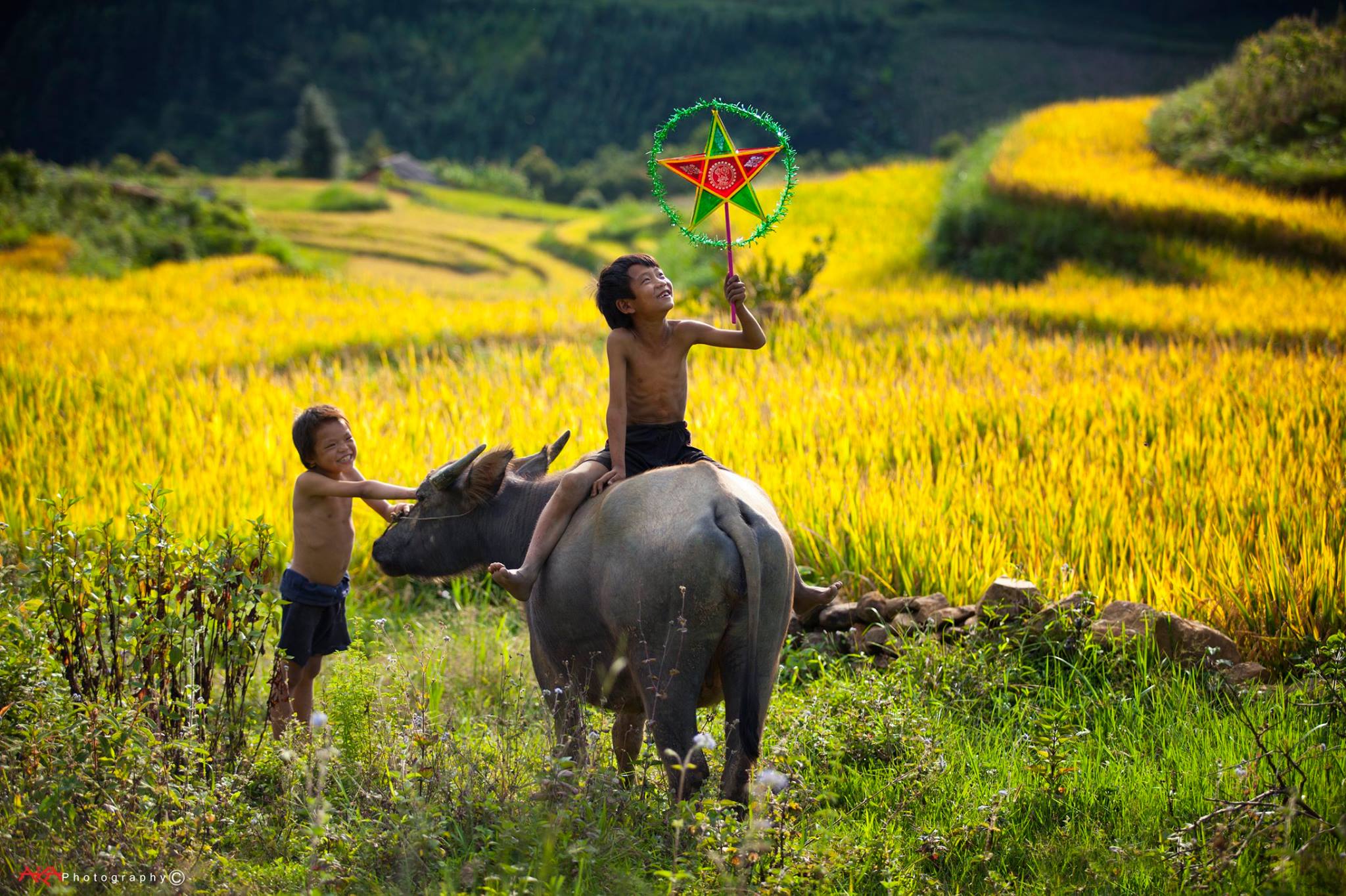 soi cầu Tiền Giang