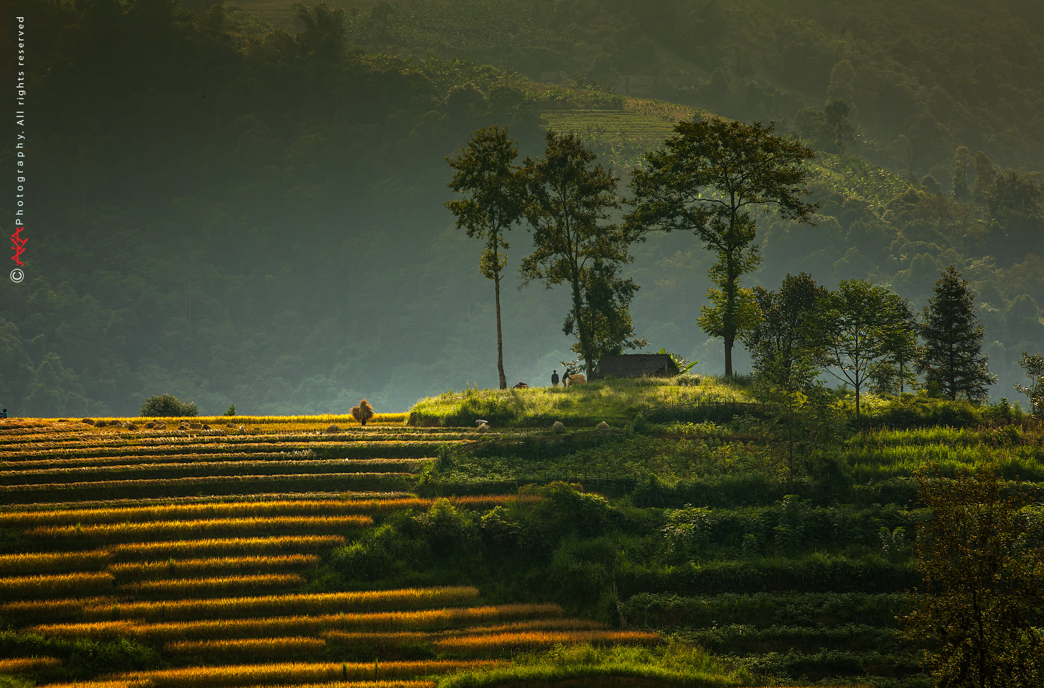 soi cầu Đồng Nai