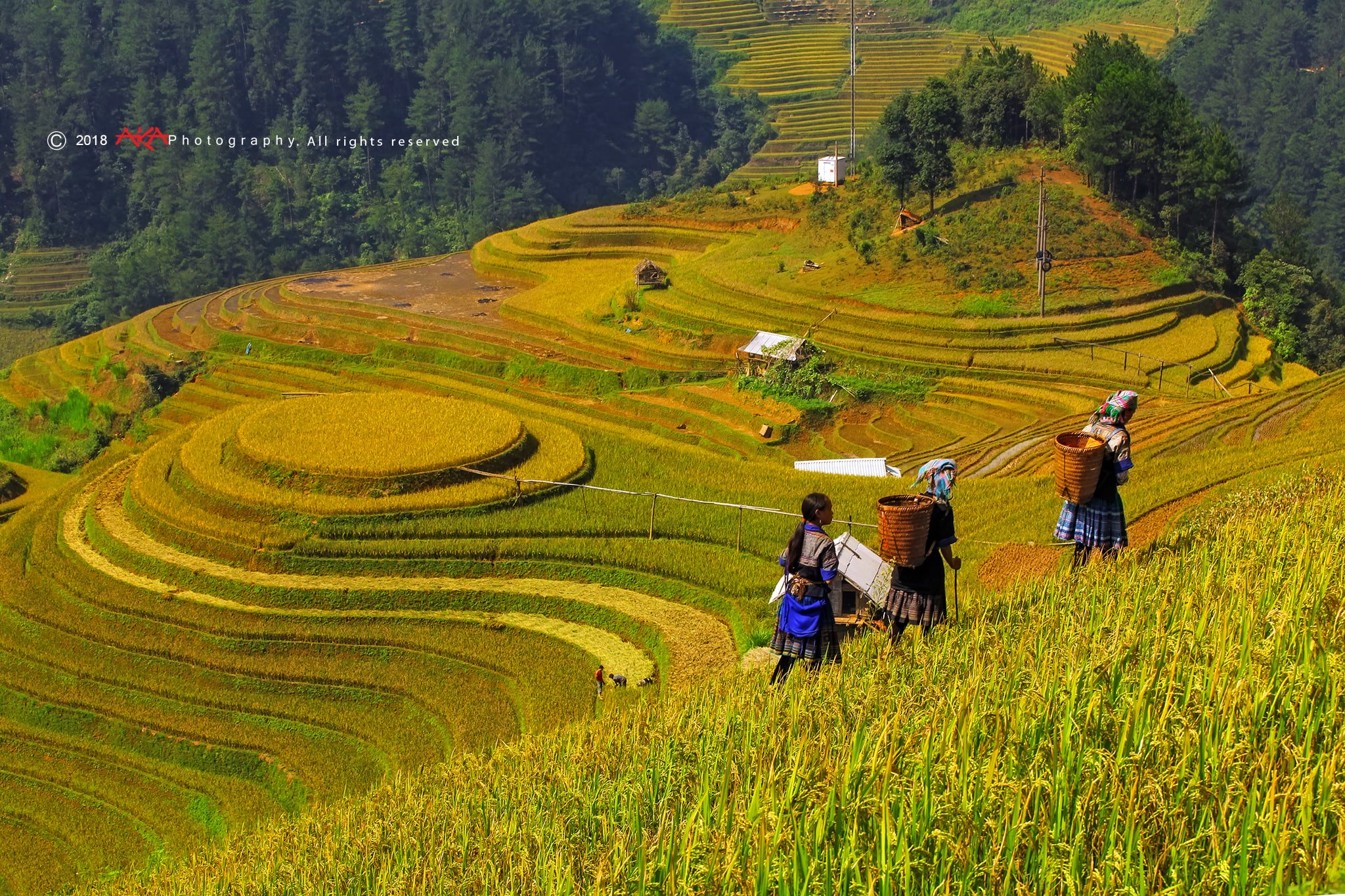 soi cầu Đà Lạt