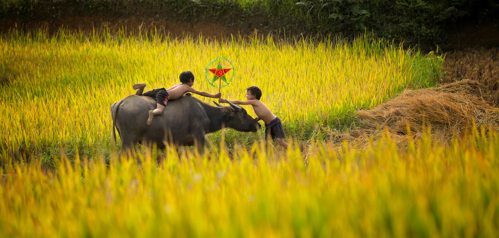 soi cầu Đồng Tháp